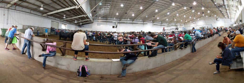 livestock judging at the State Fair of Oklahoma