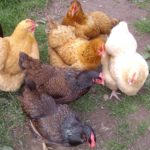 chickens
