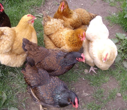 chickens