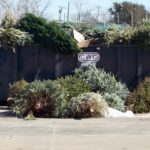 Christmas trees