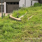 Tall grass, weeds