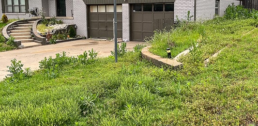 Tall grass, weeds
