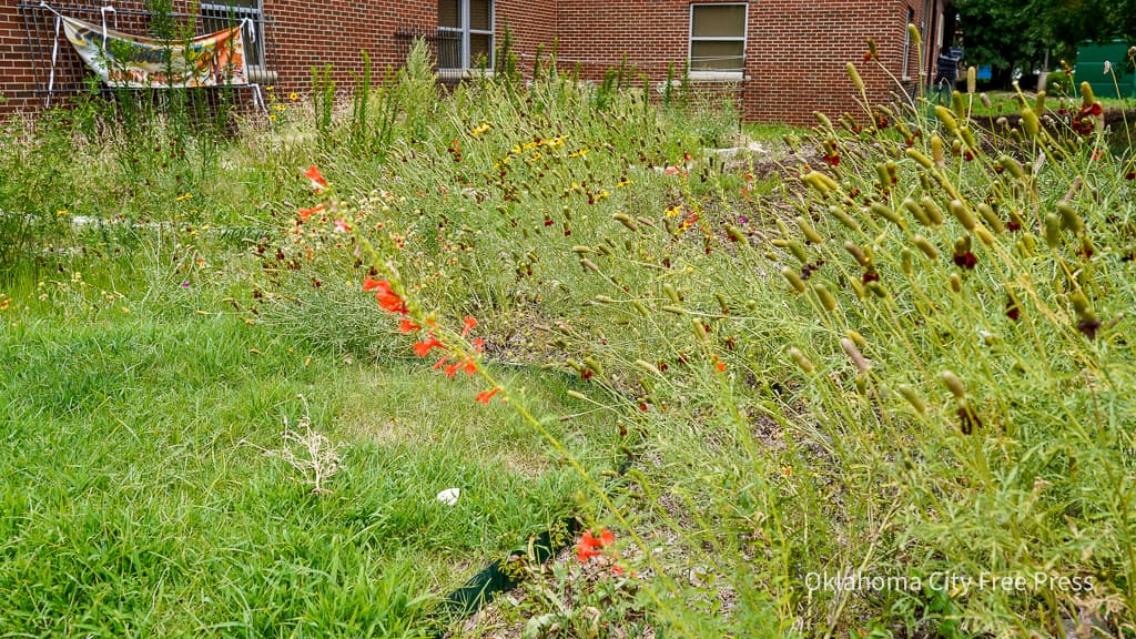 tall grass weeds