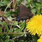 pollinator gardens