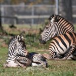 PRESS RELEASE: OKC Zoo announces birth of zebra foal