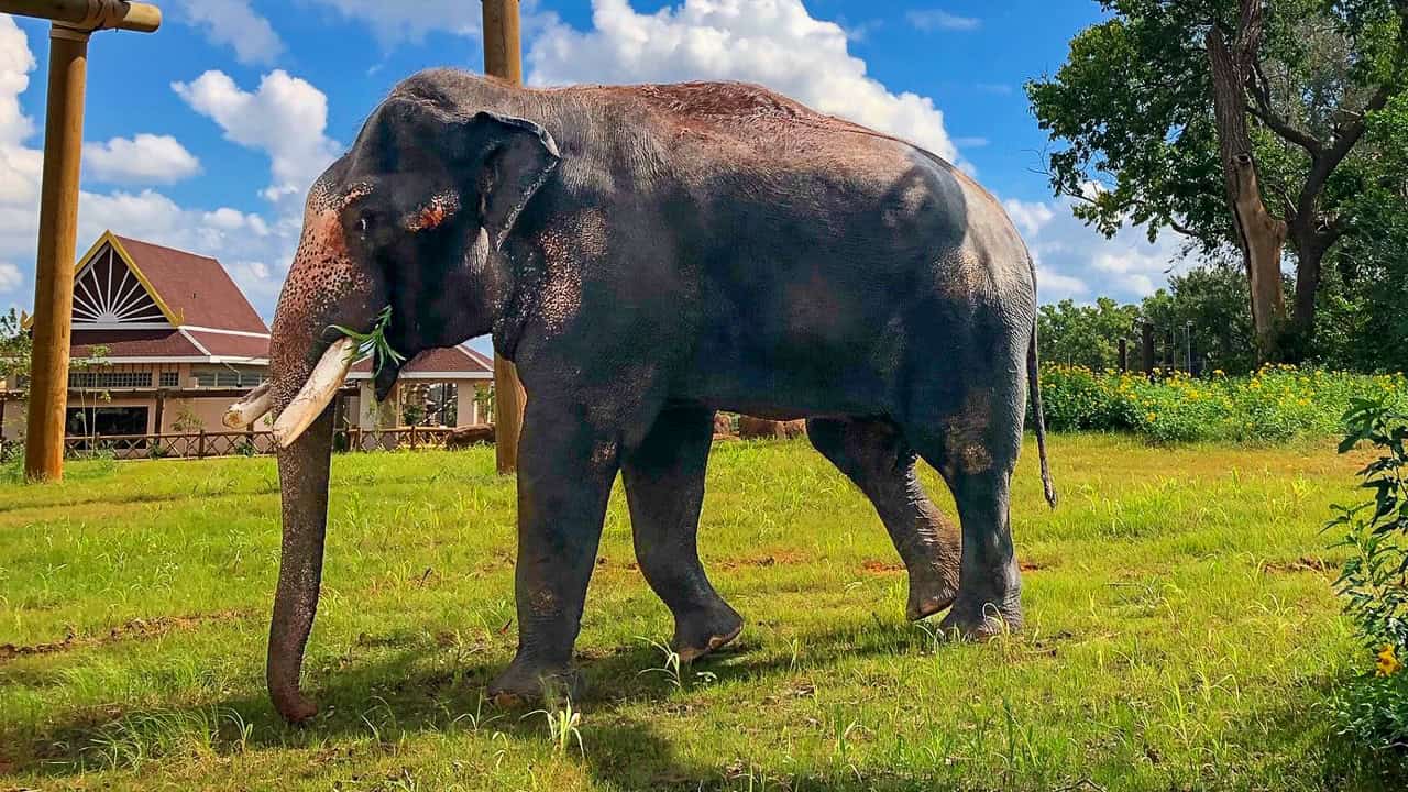 OKC Zoo mourns loss of Rex, its oldest Asian elephant