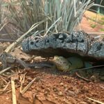 PRESS RELEASE: OKC Zoo welcomes Eastern Collared Lizards to animal family