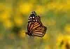 PRESS RELEASE: Wildlife service reopens comment period for monarch butterfly Endangered Species proposal