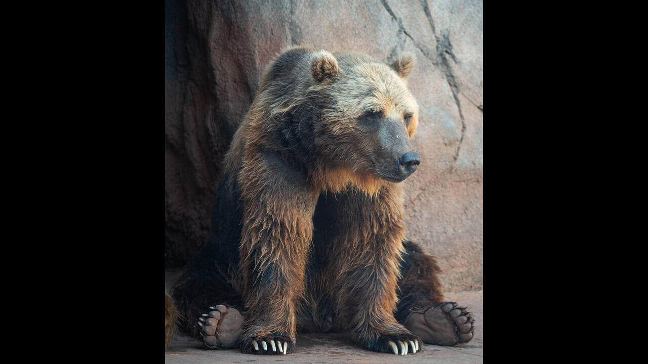 Grizzly-Will-Dr.-Jennifer-D.jpg
