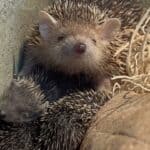 PRESS RELEASE: OKC Zoo happily announces births for two species in Expedition Africa