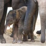 PRESS RELEASE: OKC Zoo celebrates birth of endangered Asian elephant calf