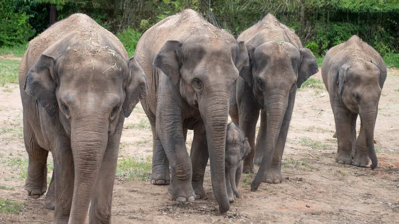PRESS RELEASE: OKC Zoo celebrates Asian elephants in August