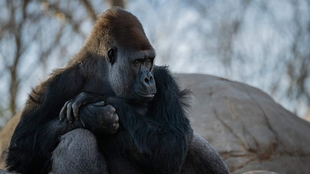 PRESS RELEASE: OKC Zoo celebrates World Primate Day