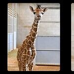 PRESS RELEASE: OKC Zoo announces birth of giraffe calf
