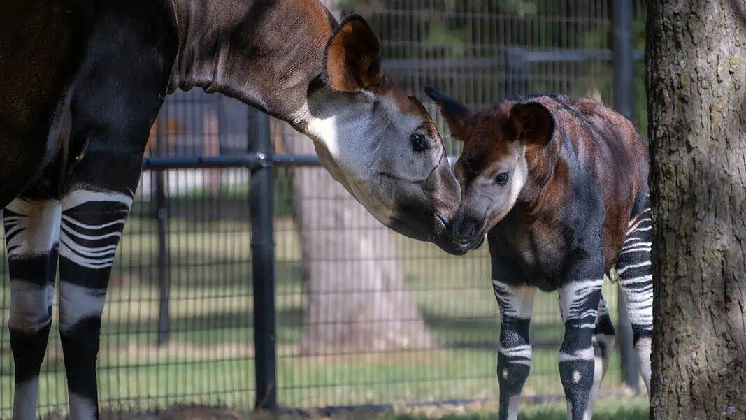 OKC Zoo okapi calf Maple and mom credit Dr. Jennifer D