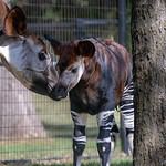 PRESS RELEASE: OKC Zoo sets new attendance record for November