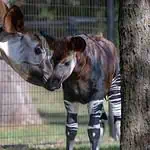 PRESS RELEASE: OKC Zoo sets new attendance record for November