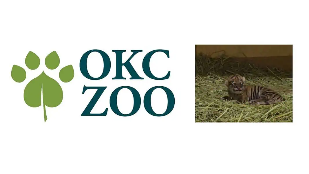 OKC-Zoo tiger cub dec 25