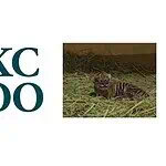 PRESS RELEASE: OKC Zoo announces birth of endangered Sumatran tiger cub