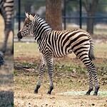 PRESS RELEASE: OKC Zoo announces birth of female Plains zebra foal, Lyra