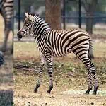 PRESS RELEASE: OKC Zoo announces birth of female Plains zebra foal, Lyra