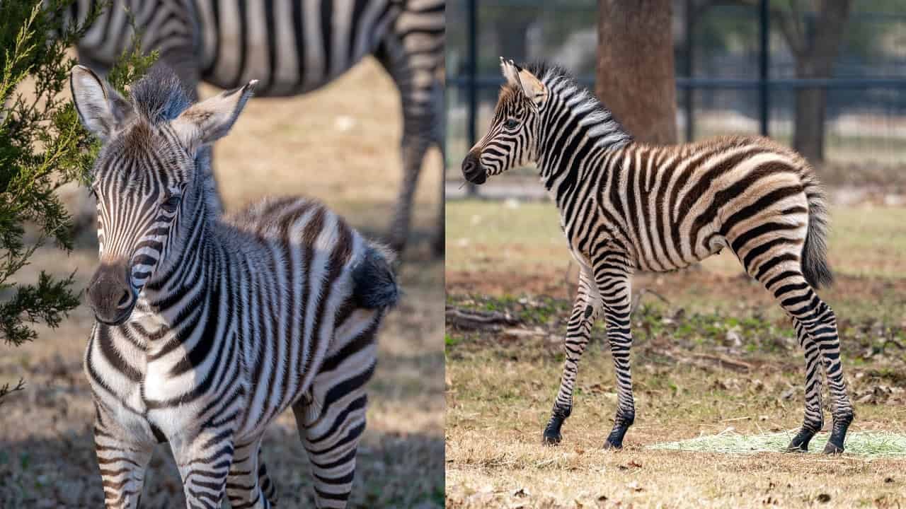 OKC-Zoo-zebra-foal-Lyra-credit