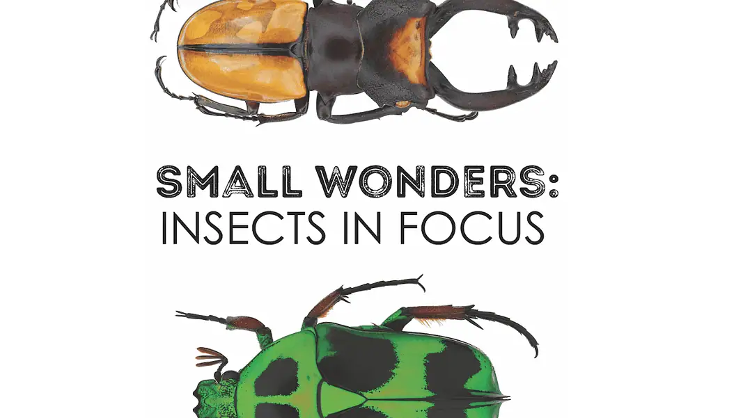 small-wonders-logo