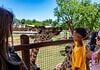 PRESS RELEASE: OKC Zoo invites fans to celebrate World Giraffe Day June 6th Boy in yellow shirt feeds a giraffe over a wooden fence as others watch on a sunny day at the zoo.