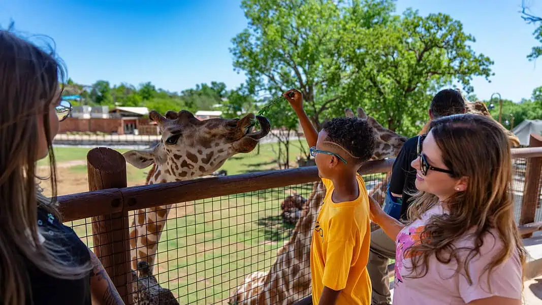 OKC Zoo giraffe feeding experience Boy in yellow shirt feeds a giraffe over a wooden fence as others watch on a sunny day at the zoo.
