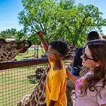 PRESS RELEASE: OKC Zoo invites fans to celebrate World Giraffe Day June 6th Boy in yellow shirt feeds a giraffe over a wooden fence as others watch on a sunny day at the zoo.