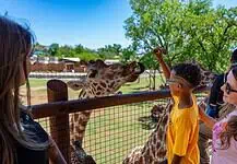 PRESS RELEASE: OKC Zoo invites fans to celebrate World Giraffe Day June 6th Boy in yellow shirt feeds a giraffe over a wooden fence as others watch on a sunny day at the zoo.