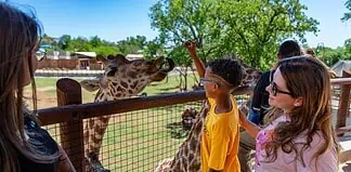 Boy in yellow shirt feeds a giraffe over a wooden fence as others watch on a sunny day at the zoo.