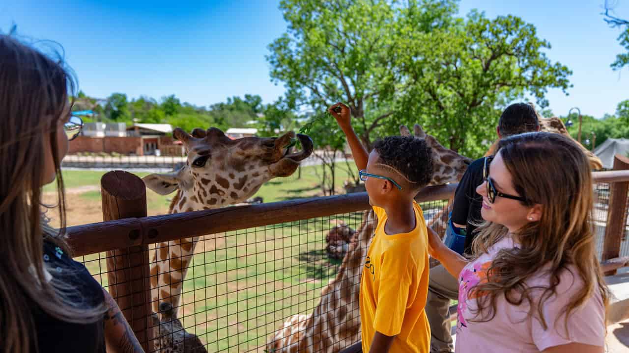 PRESS RELEASE: OKC Zoo invites fans to celebrate World Giraffe Day June 6th
