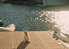 French Film Week storming back to OKCMOA in July Small white dog sitting on a sunlit marina dock with water and moored boats in the background.