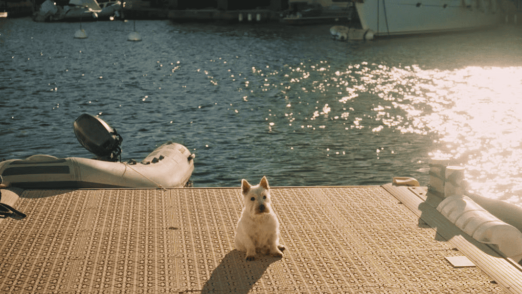 Affection Affection Small white dog sitting on a sunlit marina dock with water and moored boats in the background.