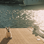 French Film Week storming back to OKCMOA in July Small white dog sitting on a sunlit marina dock with water and moored boats in the background.