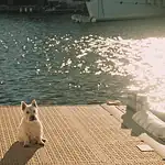 French Film Week storming back to OKCMOA in July Small white dog sitting on a sunlit marina dock with water and moored boats in the background.