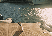 French Film Week storming back to OKCMOA in July Small white dog sitting on a sunlit marina dock with water and moored boats in the background.