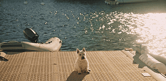 Small white dog sitting on a sunlit marina dock with water and moored boats in the background.