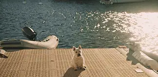 Small white dog sitting on a sunlit marina dock with water and moored boats in the background.