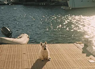 French Film Week storming back to OKCMOA in July Small white dog sitting on a sunlit marina dock with water and moored boats in the background.