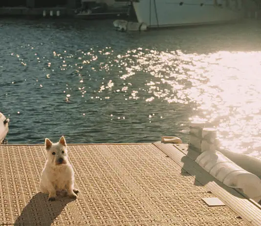 French Film Week storming back to OKCMOA in July Small white dog sitting on a sunlit marina dock with water and moored boats in the background.