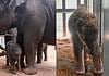 Two-panel photo: on the left, a large adult elephant walks with a calf in a dusty enclosure; on the right, a young elephant stands in a stall with wood shavings on its head.