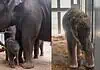 PRESS RELEASE: OKC Zoo announces birth of sixth endangered Asian elephant calf Two-panel photo: on the left, a large adult elephant walks with a calf in a dusty enclosure; on the right, a young elephant stands in a stall with wood shavings on its head.