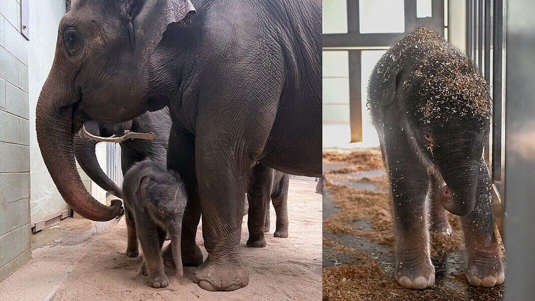 Two-panel photo: on the left, a large adult elephant walks with a calf in a dusty enclosure; on the right, a young elephant stands in a stall with wood shavings on its head.
