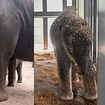 PRESS RELEASE: OKC Zoo announces birth of sixth endangered Asian elephant calf Two-panel photo: on the left, a large adult elephant walks with a calf in a dusty enclosure; on the right, a young elephant stands in a stall with wood shavings on its head.