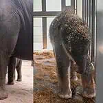PRESS RELEASE: OKC Zoo announces birth of sixth endangered Asian elephant calf Two-panel photo: on the left, a large adult elephant walks with a calf in a dusty enclosure; on the right, a young elephant stands in a stall with wood shavings on its head.