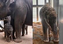 PRESS RELEASE: OKC Zoo announces birth of sixth endangered Asian elephant calf Two-panel photo: on the left, a large adult elephant walks with a calf in a dusty enclosure; on the right, a young elephant stands in a stall with wood shavings on its head.