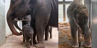 Two-panel photo: on the left, a large adult elephant walks with a calf in a dusty enclosure; on the right, a young elephant stands in a stall with wood shavings on its head.