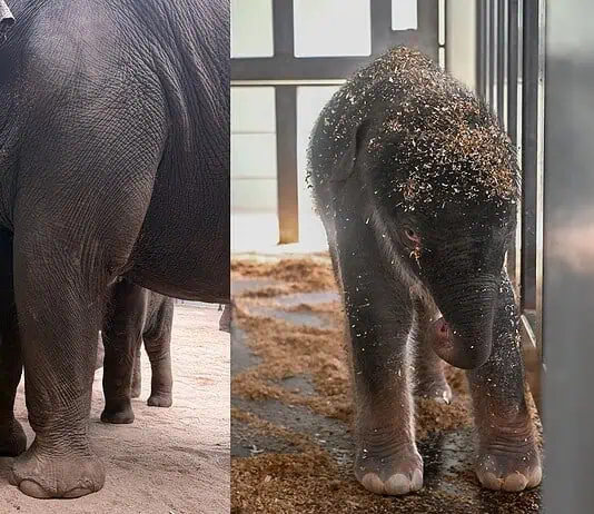 PRESS RELEASE: OKC Zoo announces birth of sixth endangered Asian elephant calf Two-panel photo: on the left, a large adult elephant walks with a calf in a dusty enclosure; on the right, a young elephant stands in a stall with wood shavings on its head.